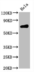 CD86 Monoclonal Antibody  [RMC965A]