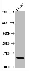 Histone H3.1K9me2 (H3.1K9 Dimethyl) Monoclonal Antibody [RMC418M]