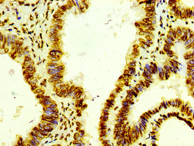Histone H4 Monoclonal Antibody [RMC429E]
