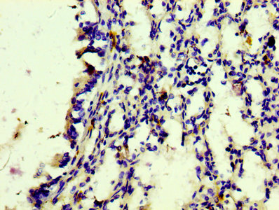CD163 Monoclonal Antibody [RMC238A]