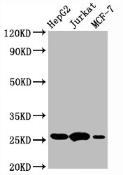 BCL2 Monoclonal Antibody [RMC611A] (100 µl)