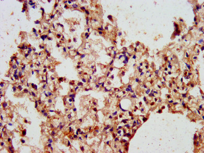 ARL1 Polyclonal Antibody