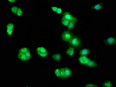 BIN2 Polyclonal Antibody