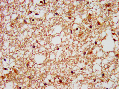 FFAR1 Polyclonal Antibody