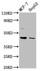 HEPACAM Polyclonal Antibody