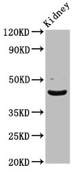 LHX2 Polyclonal Antibody
