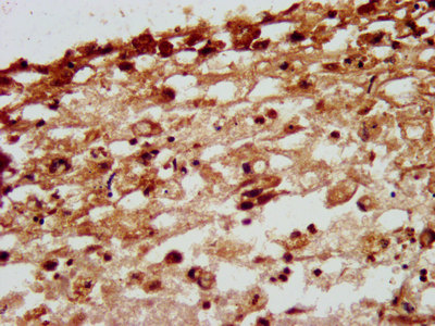 NID1 Polyclonal Antibody