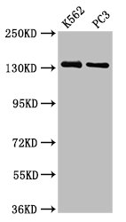 NRDC Polyclonal Antibody
