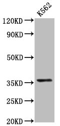 PDLIM4 Polyclonal Antibody