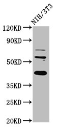 RBFOX2 Polyclonal Antibody