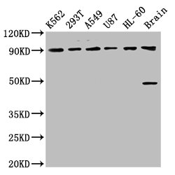 OCA2 Polyclonal Antibody