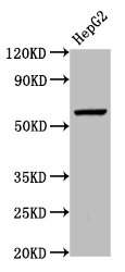 WLS Polyclonal Antibody