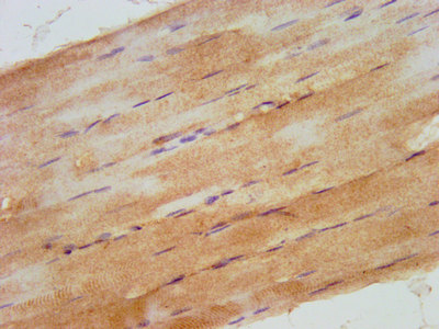 RHOU Polyclonal Antibody (20 µl)