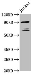 TAX1BP1 Polyclonal Antibody