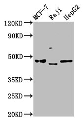 SERPINA11 Polyclonal Antibody