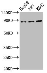 CDH7 Polyclonal Antibody