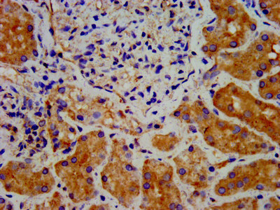 DTNBP1 Polyclonal Antibody