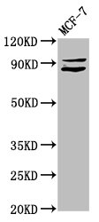 MED15 Polyclonal Antibody (100 µl)