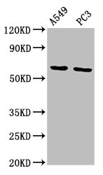 MEGF9 Polyclonal Antibody