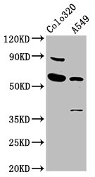 EBF3 Polyclonal Antibody