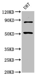 BHLHE41 Polyclonal Antibody