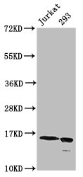 HIST1H3A (K36) Acetyl Polyclonal Antibody