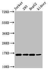 HIST1H3A (Ab-45) Polyclonal Antibody