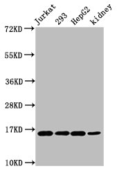 HIST1H3A (Ab-45) Polyclonal Antibody (100 µl)