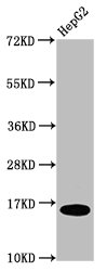 HIST1H3A (Ab-36) Polyclonal Antibody (100 µl)