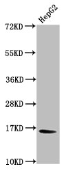 HIST1H3A (Ab-56) Polyclonal Antibody (50 µl)