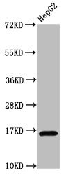 HIST1H3A (Ab-18) Polyclonal Antibody (50 µl)