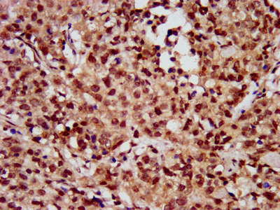 HIST1H3A (Ab-56) Polyclonal Antibody (100 µl)