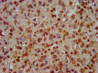 HIST1H3A (Ab-64) Polyclonal Antibody (100 µl)