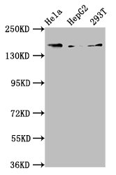 C4A Polyclonal Antibody