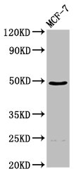 ECM1 Polyclonal Antibody (100 µl)
