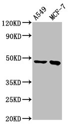 ESRRB Polyclonal Antibody