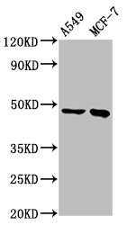 ESRRB Polyclonal Antibody (20 µl)