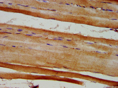 EYA4 Polyclonal Antibody