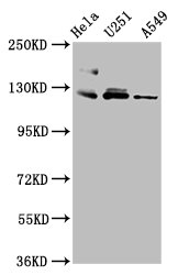 FBLN2 Polyclonal Antibody