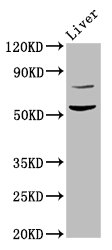 Western Blot<br />Positive WB detected in: Rat liver tissue<br />All lanes: HINFP antibody at 4.5ug/ml<br />Secondary<br />Goat polyclonal to rabbit IgG at 1/50000 dilution<br />Predicted band size: 60, 49 KDa<br />Observed band size: 60 KDa<br />