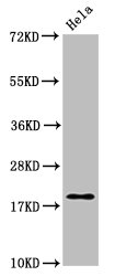 MOBP Polyclonal Antibody