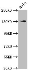 NOMO1 Polyclonal Antibody (100 µl)