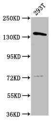 POLG Polyclonal Antibody