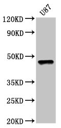 SOX8 Polyclonal Antibody