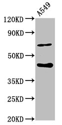 SPOPL Polyclonal Antibody