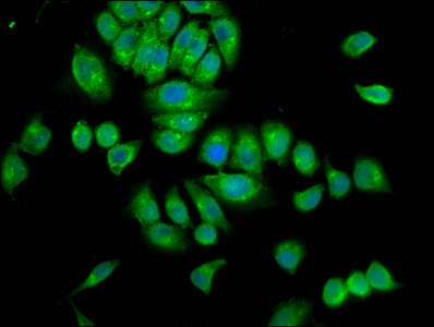 SRGAP3 Polyclonal Antibody