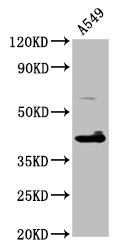 TFB1M Polyclonal Antibody