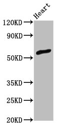 Western Blot<br />Positive WB detected in: Rat heart tissue<br />All lanes: ZNF703 antibody at 3ug/ml<br />Secondary<br />Goat polyclonal to rabbit IgG at 1/50000 dilution<br />Predicted band size: 59 KDa<br />Observed band size: 59 KDa<br />