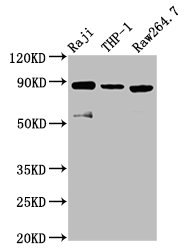 ADAM8 Polyclonal Antibody (100 µl)