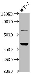 LAPTM4B Polyclonal Antibody